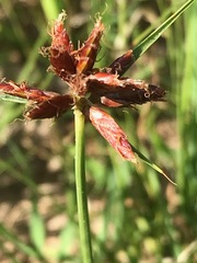 Cyperus usitatus