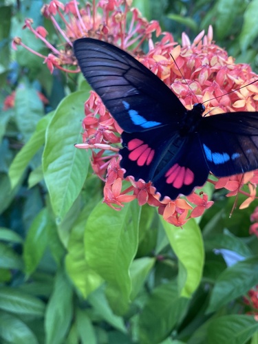 Parides echemon
