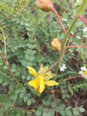 Erythrostemon caudatus