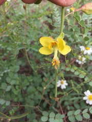 Erythrostemon caudatus
