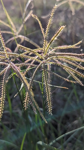 Chloris X subdolichostachya