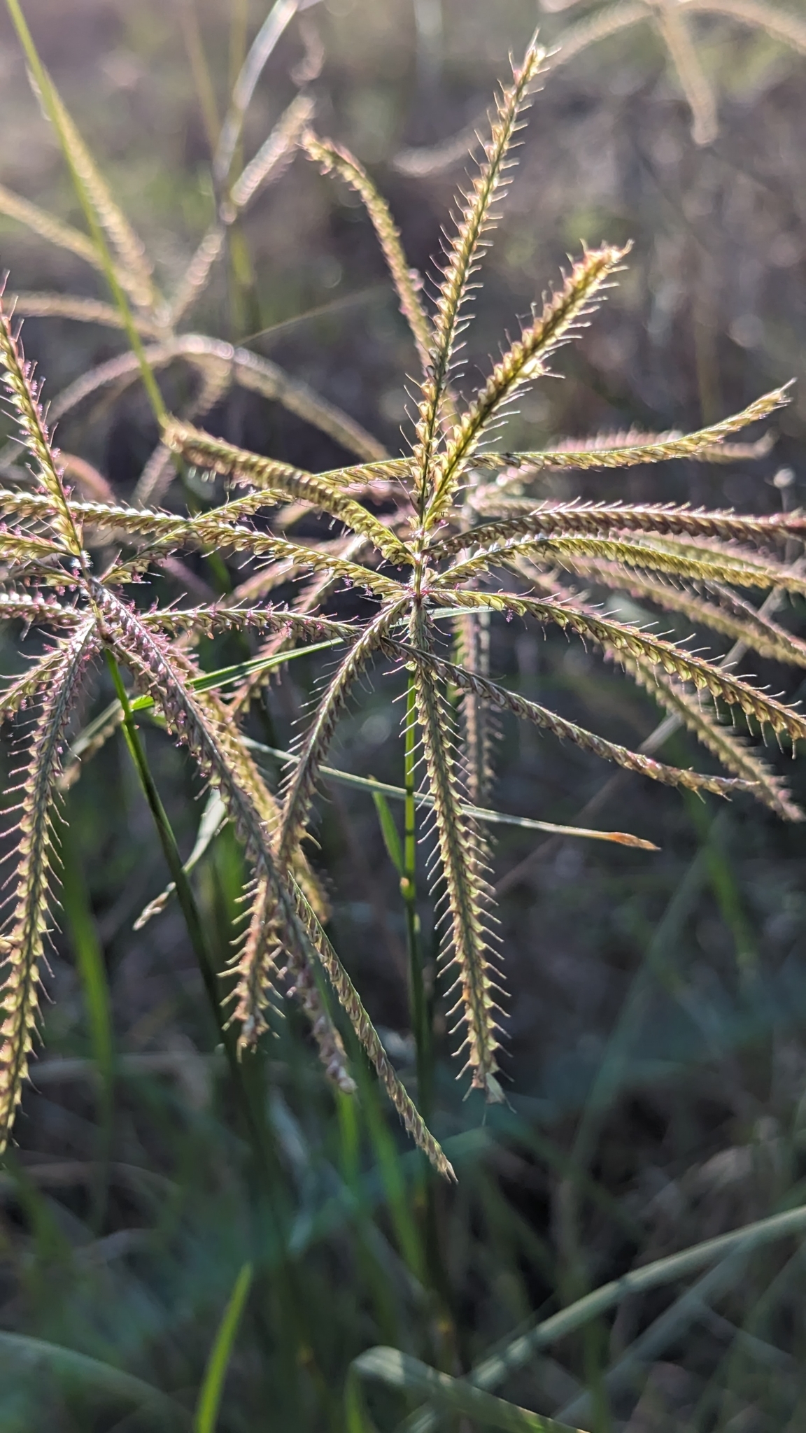 Chloris X subdolichostachya