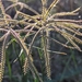 Shortspike Windmill Grass - Photo (c) forageatx, some rights reserved (CC BY-NC), uploaded by forageatx