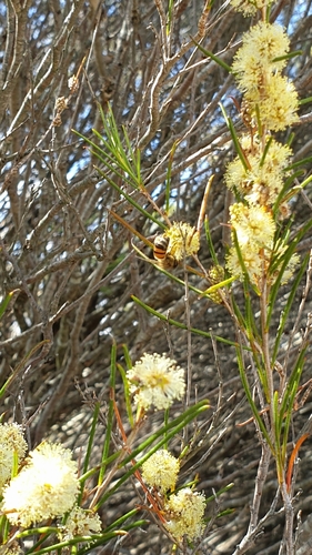 Image of Melaleuca uncinata by (c) Rosalie Lawrence, some rights reserved (CC BY)