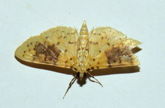 Conogethes semifascialis