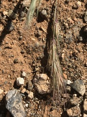 Aristida congesta congesta