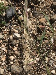 Aristida congesta congesta