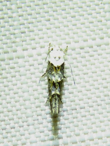 White-based Mompha photo 5