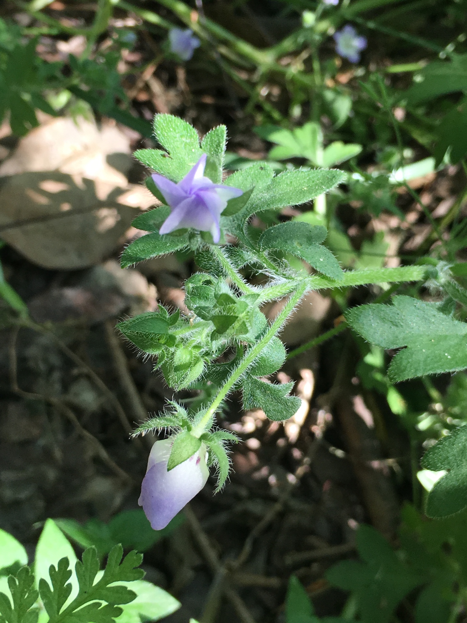 Texas Baby Blue Eyes (Nemophila phacelioides) · iNaturalist