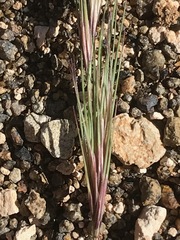 Aristida congesta congesta