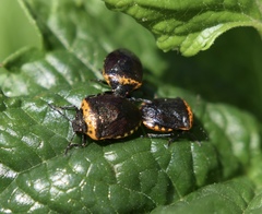 Cosmopepla uhleri