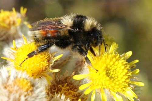 Johansen's Bumble Bee