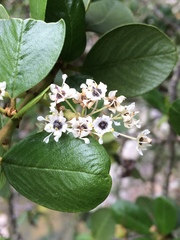 Ceanothus megacarpus megacarpus