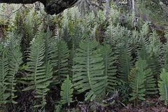 Phlebodium araneosum