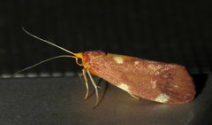 Lactura caminaea