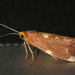 Native Fig Moth - Photo (c) Victor W Fazio III, some rights reserved (CC BY-NC-ND), uploaded by Victor W Fazio III
