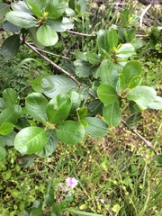 Ceanothus megacarpus megacarpus