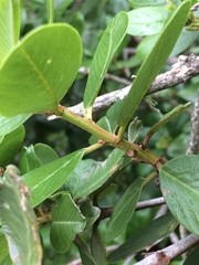 Ceanothus megacarpus megacarpus