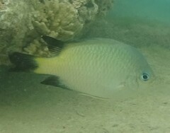 Blackfin Damselfish photo 2