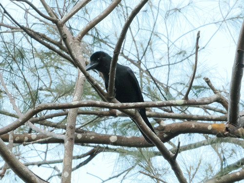 Philippine Jungle Crow (Corvus philippinus)