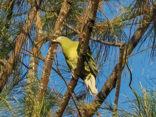 Philippine Green Pigeon (Treron axillaris), photo 5