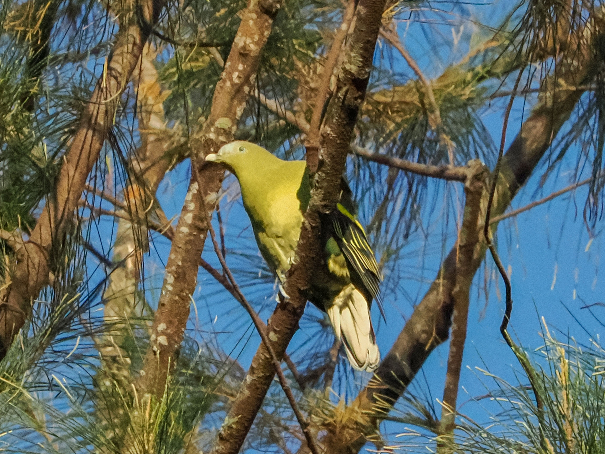 Philippine Green Pigeon (Treron axillaris), photo 10