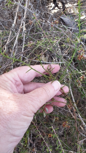 Image of Daviesia devito by (c) Rosalie Lawrence, some rights reserved (CC BY)
