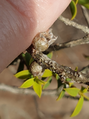 Image of Melaleuca acuminata by (c) Rosalie Lawrence, some rights reserved (CC BY)