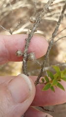 (c) Rosalie Lawrence, some rights reserved (CC BY) Melaleuca acuminata, photograph (c) Rosalie Lawrence, some rights reserved (CC BY)