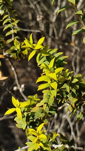 Melaleuca acuminata, photograph 6