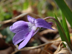 Viola reichenbachiana