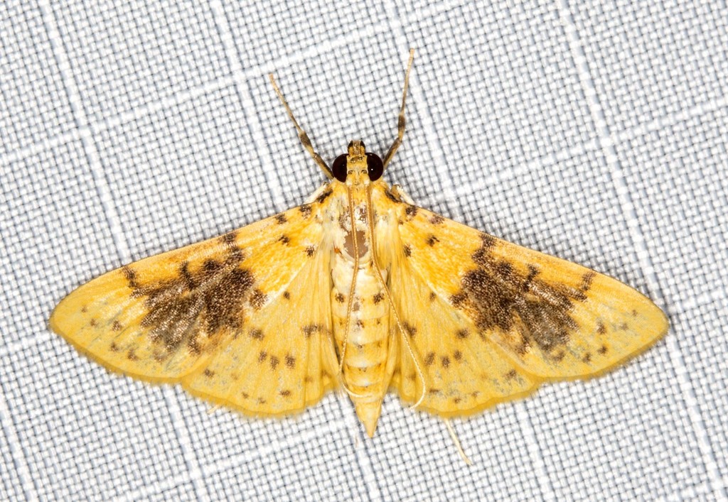 Conogethes semifascialis
