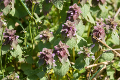 Lamium purpureum purpureum