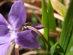 Viola reichenbachiana