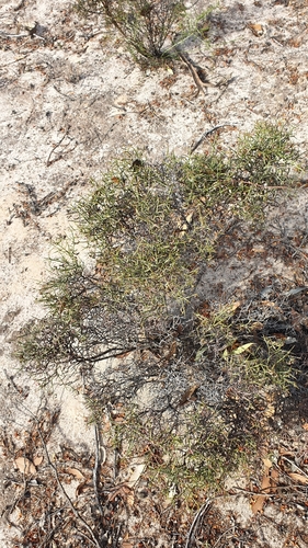 Image of Acacia spinescens by (c) Rosalie Lawrence, some rights reserved (CC BY)