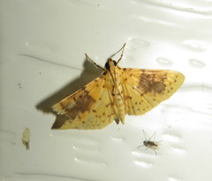 Conogethes semifascialis