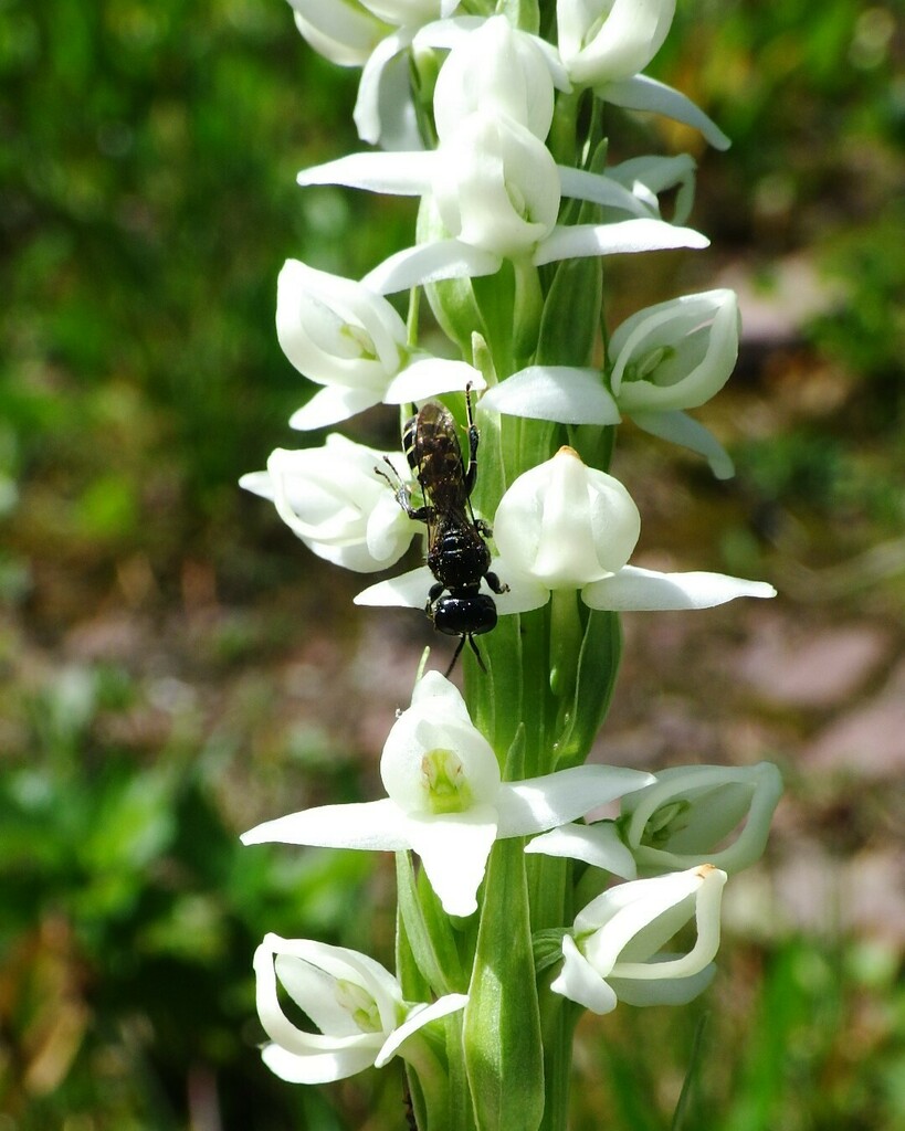 Crabro florissantensis