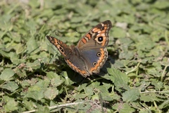Junonia genoveva hilaris