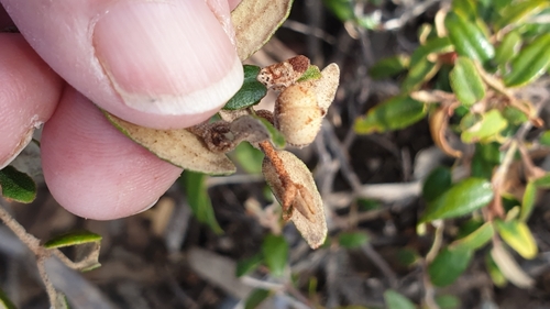 Image of Correa backhouseana by (c) Rosalie Lawrence, some rights reserved (CC BY)