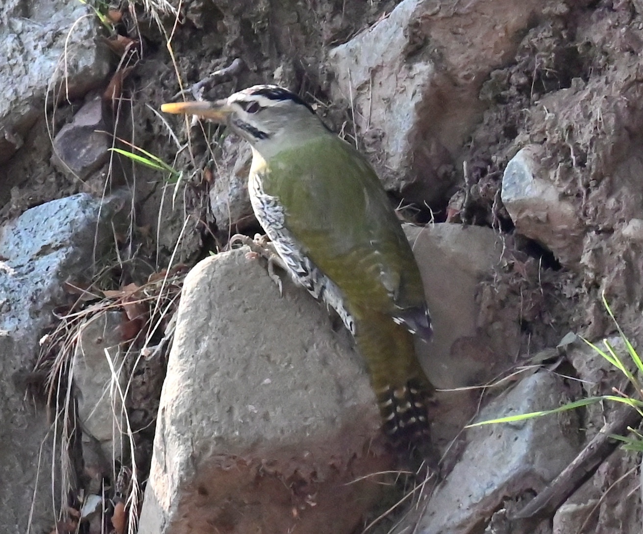 Scaly-bellied Woodpecker