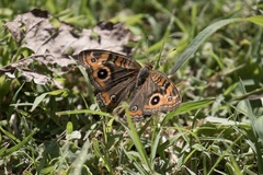 Junonia genoveva hilaris
