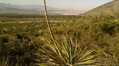 Dasylirion cedrosanum