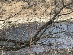Mergus merganser americanus