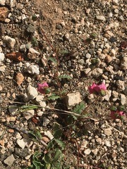 Hermannia coccocarpa