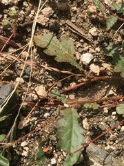 Hermannia coccocarpa