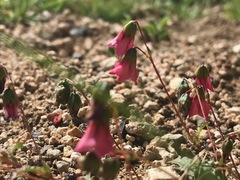 Hermannia coccocarpa