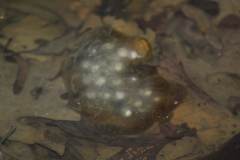 Oophila amblystomatis