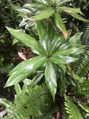 Brachyglottis kirkii