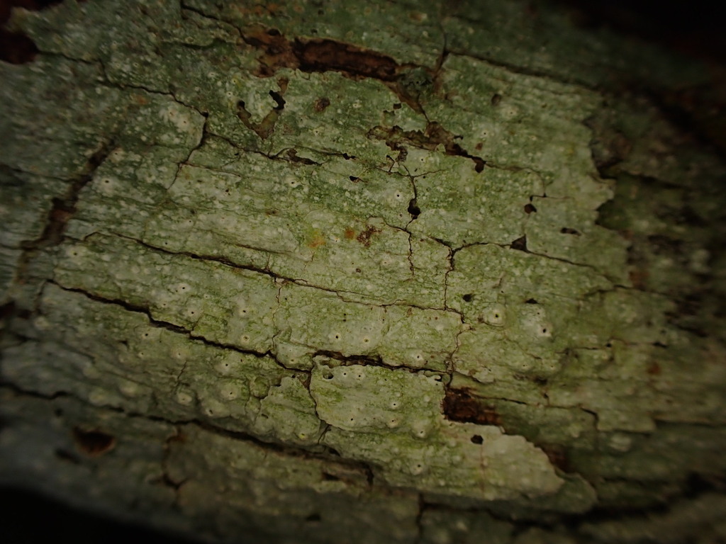 Ocellularia profunda