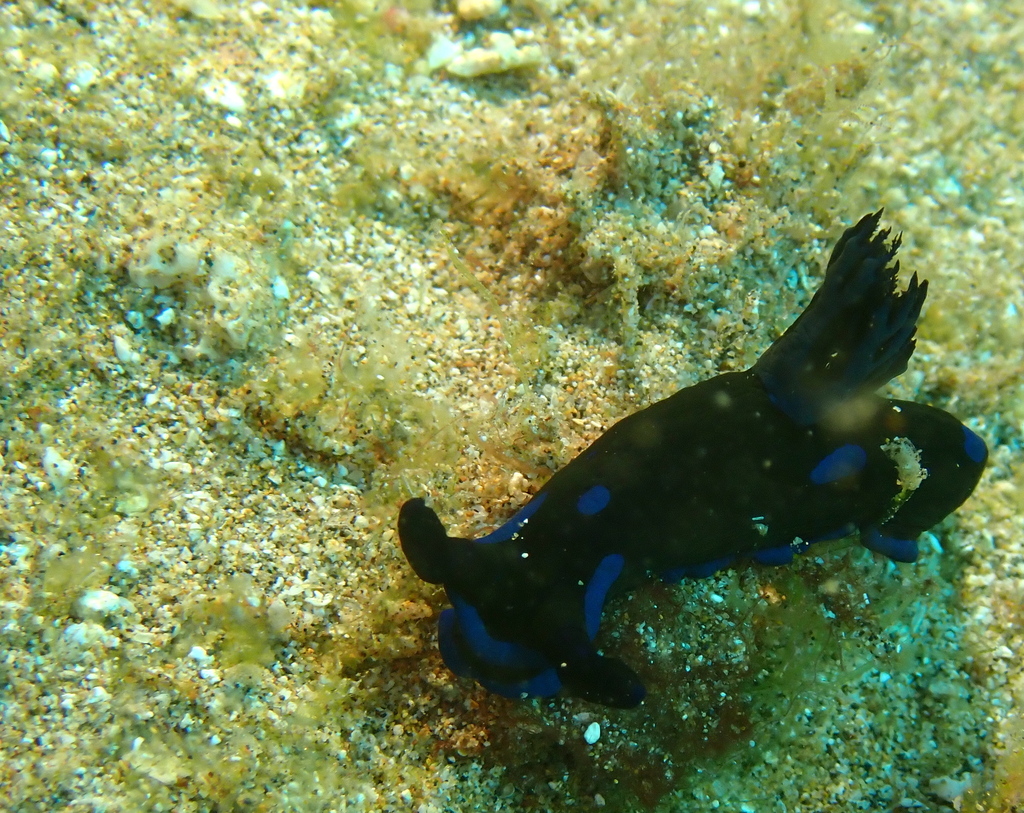 Blue-spotted Wrinkle Dorid